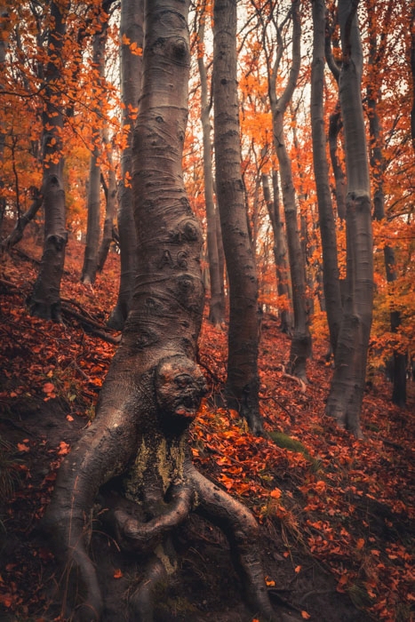 Nordhessens Treebeard