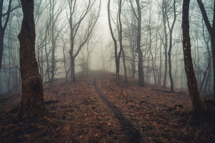 Der Weg durch den Wald an einem düsteren Tag