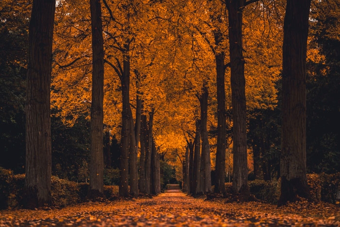 Eichenallee im Herbstgewand am Kasseler Hauptfriedhof