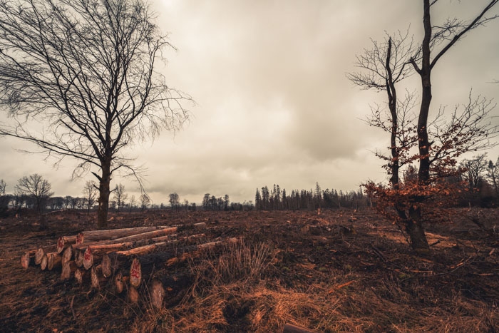 Was vom Walde übrig blieb: Der Zustand des Reinhardwaldes im März 2021